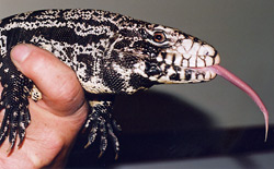 Fig. 11: Argentinian black-and-white tegu