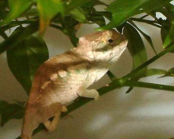 Fig. 15: baby panther chameleons hide in bushes