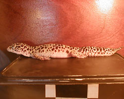 leopard gecko basking light