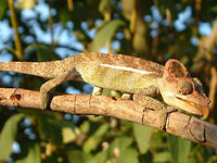 Fig. 1. Chameleon, Bradypodion uthmoelleri, basking in late evening sunshine