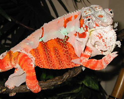 Fig. 14: Male panther chameleon shedding