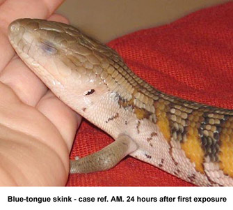 caseAM-bluetongue1.jpg