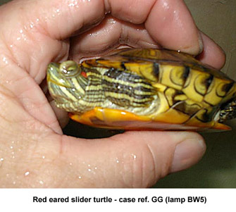 Fig. 4: photo-kerato-conjunctivitis - red-eared slider turtle