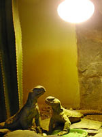 Fig. 7. Uromastyx under high UV lamp in Chester Zoo, UK